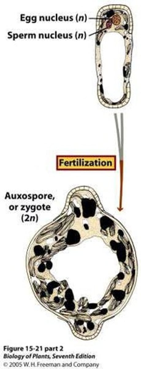 <p>A reproductive cell that can grow back to maximum cell size in diatoms.</p>