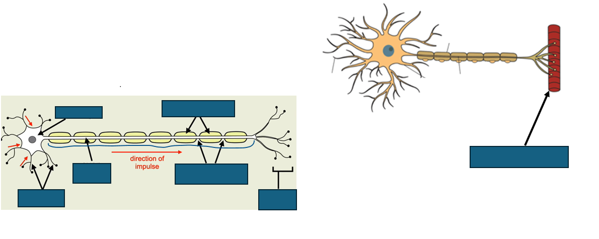 <p>structure of motor neurone</p>