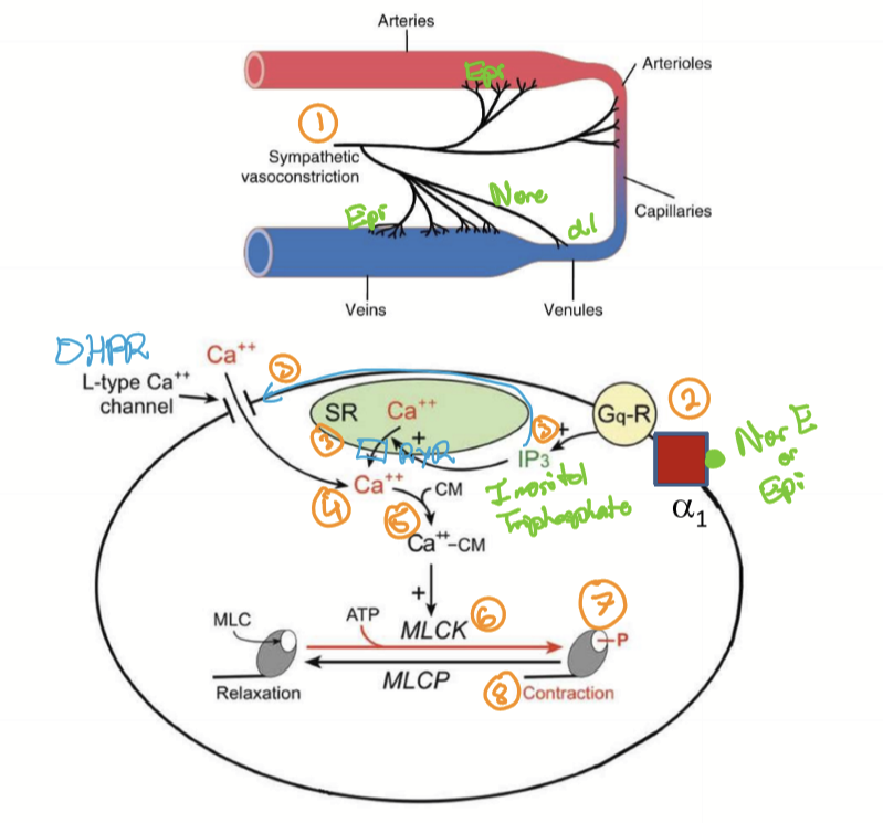 <ol><li><p>SNS stimulation</p></li><li><p>NorE or Epi binds to alpha1 adrenergic receptors to activate G1-coupled proteins (G proteins)</p></li><li><p>IP3 (inositol triphosphate) produced which opens calcium channels called Ryanodine receptors (RyR). May also open DHRPR</p></li><li><p>Calcium enters ICF from SR and/or ECF </p></li><li><p>Calcium binds to calmodulin (CM) </p></li><li><p>Calcium-calmodulin complex activates myosin light chain kinase (MLCK) </p></li><li><p>MLCK phsophorylates Myosin Light Chain (MLC) </p></li><li><p>Myosin active: crossbridge</p></li><li><p>Stronger stimulation causes more IP3 = stronger contraction </p></li></ol><p></p>