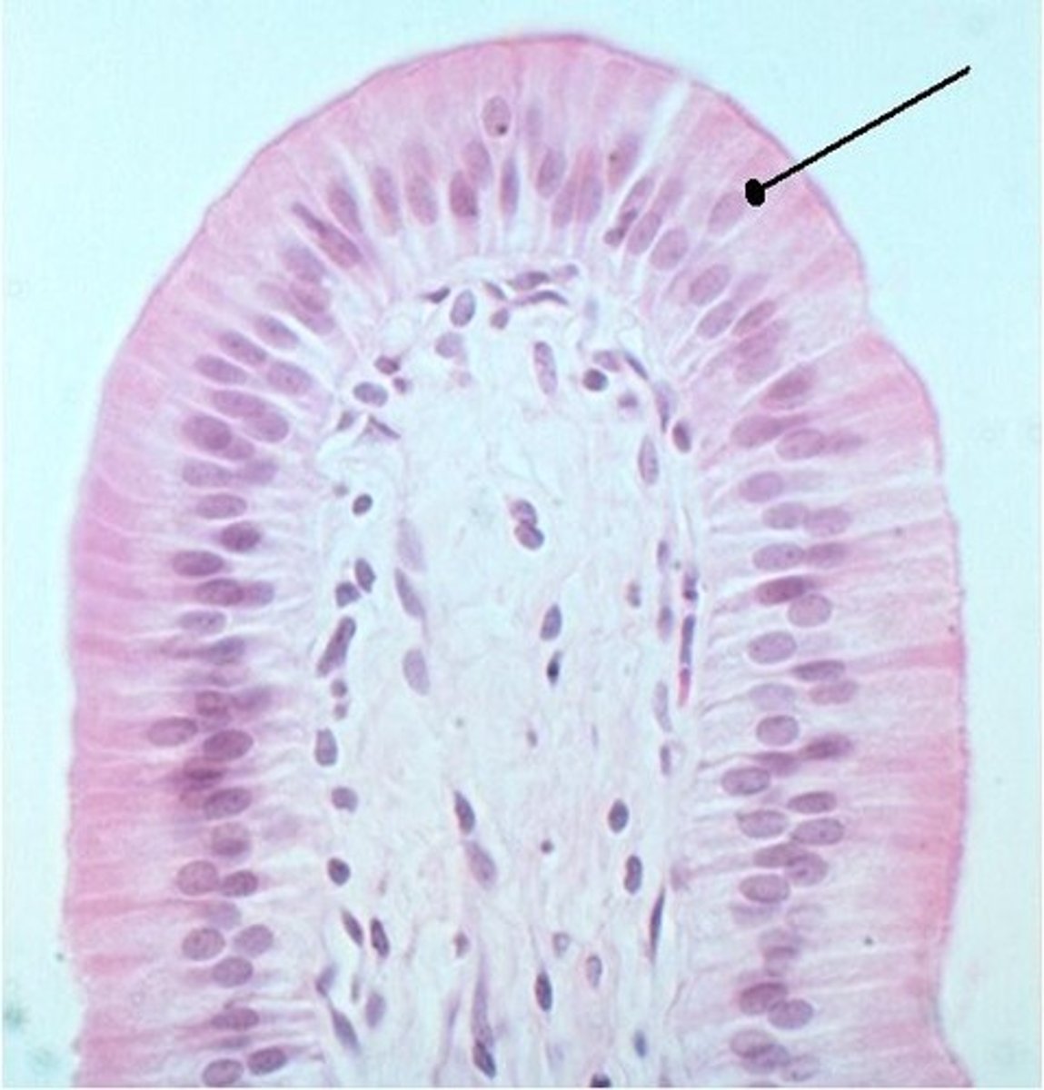 <p>What type of mucus-secreting cells are found in this tissue?</p>
