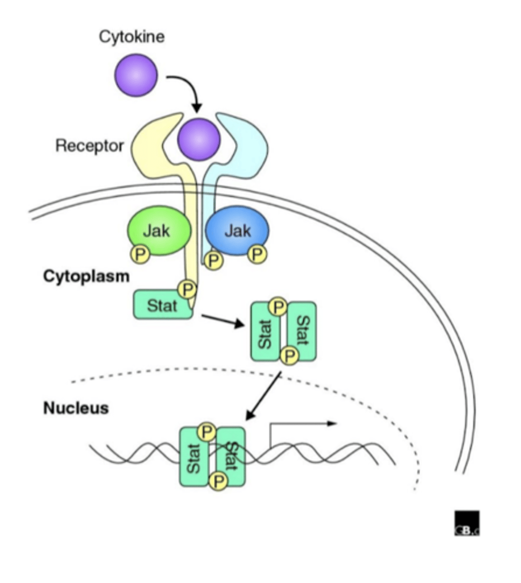 <p>1. Directly activate pathways that inhibit cell division, promote cell death</p><p>2. Encourage cytotoxic immune cells (T lymph, NK cells) to attack cancer cells</p>