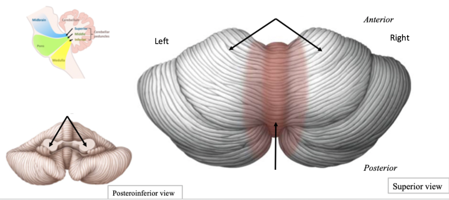 <p>Cerebellum Structure</p>