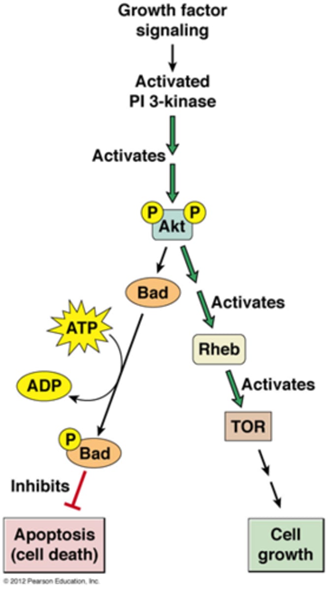 <p>achtergrondkennis:</p><p>AKT=een overlevingskinase die apoptose verhindert</p><p>Bad= pro-apoptotic, fosfo-Bad is inactief</p><p>TOR kinase stimuleert eiwitsynthese en leidt tot celgroei, nodig omdat de cel voldoende groot zou zijn voor G1/S transitie</p><p>pathway:</p><p>*een AKT kinase wordt gefosforyleerd</p><p>-een actief AKT gaat Bad fosforyleren zodat de apoptose geinhibeerd wordt</p><p>-een actief AKT kan ook het eiwitkinase TOR activeren ->dit leidt tot celgroei</p><p>*zie celbio:</p><p>insuline bindt op receptor -> PIP2 wordt PIP3 ->activeert AKT door het te fosforyleren</p>