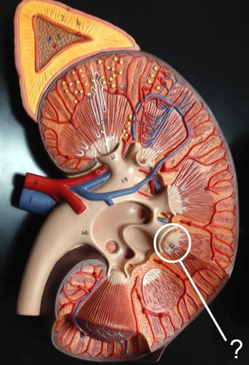 <p>medullary area of the renal pyramids where collecting ducts empty urine into the minor calyces</p>