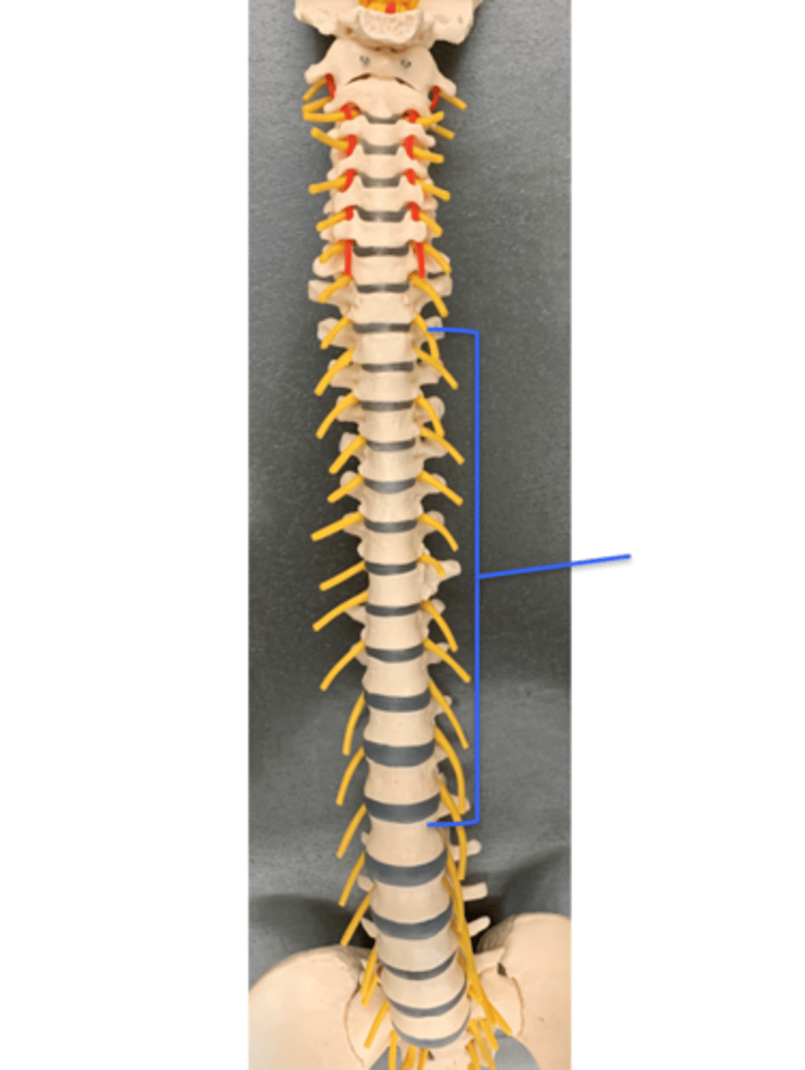 <p>Name these Spinal Nerves</p>