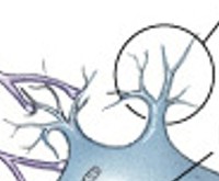 <p>What are short branches extending from the cell body, receive incoming signals?</p>