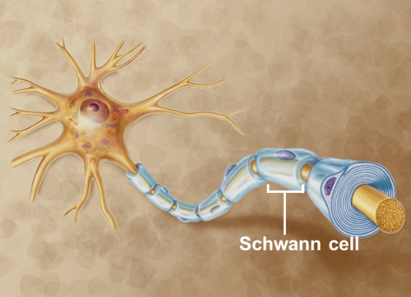 <p>produce myelin in PNS</p>