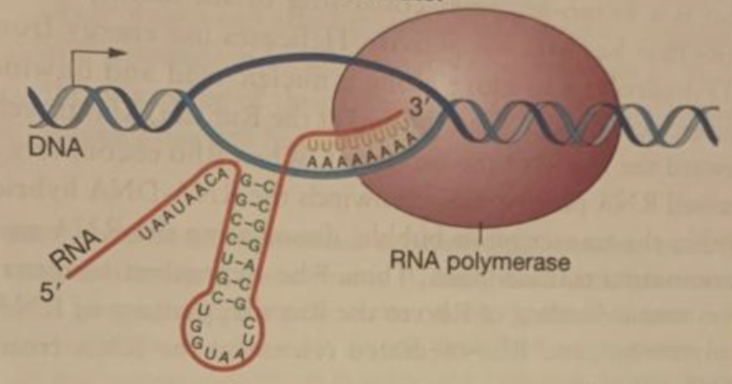 <p>when a hairpin forms, RNA pol dissociates from DNA and transcription ends</p>