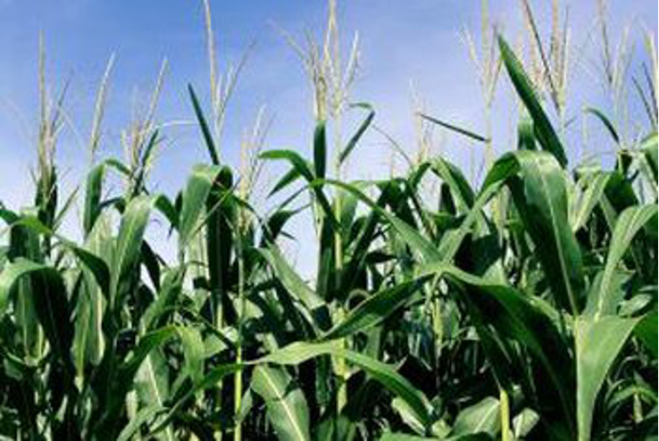 <p>corn: monocot or dicot? </p>