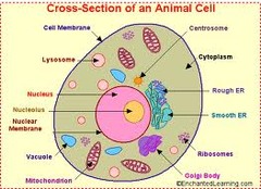 <p>round shaped cell that contains a cell membrane, nucleus and small vacuoles</p>