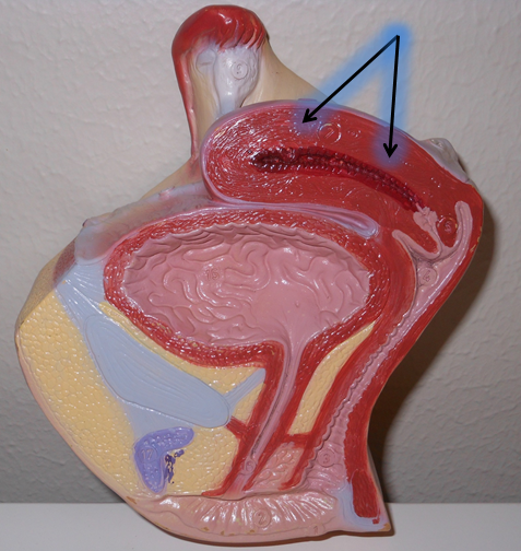 <p>What is the indicated structure</p>
