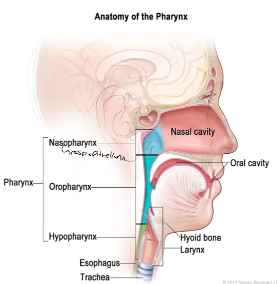 <ul><li><p>extends back from oral cavity</p></li><li><p>passage for food that goes through pharynx to esophagus</p></li><li><p>nasopharynx, oropharynx, hypopharynx</p><p></p></li></ul>
