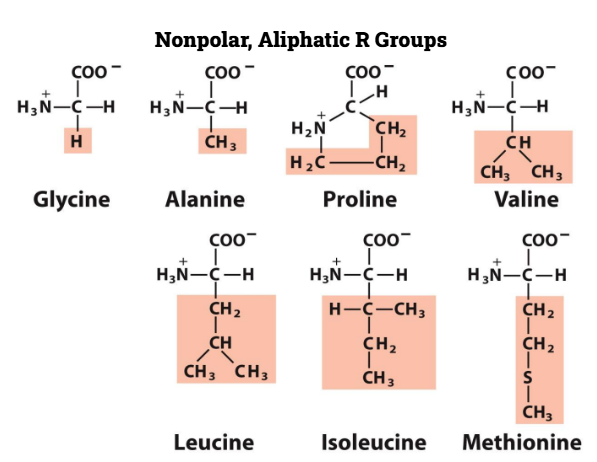 <p>Alanine
Valine
Leucine
Isoleucine
Methionine </p><p>Glycine</p><p>Proline </p>