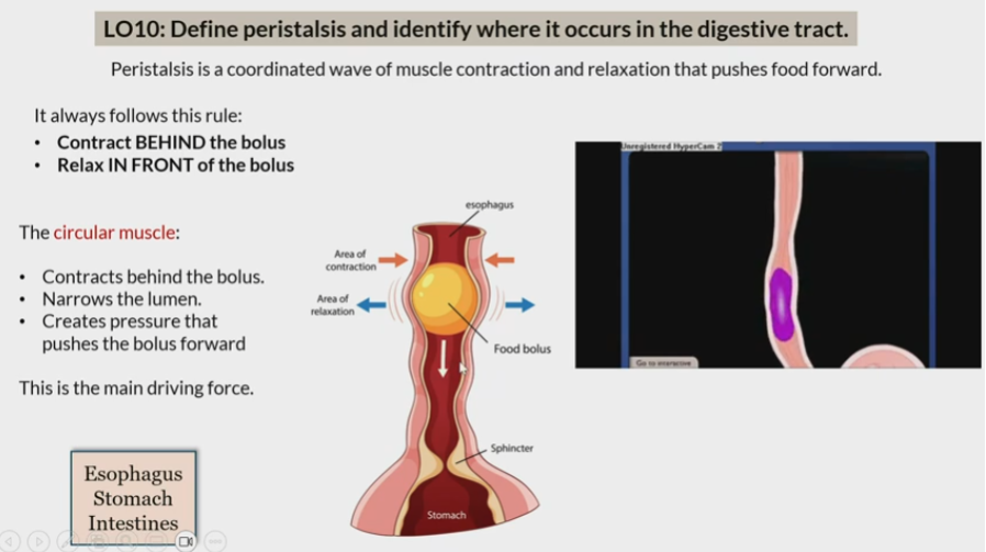 <p>Coordinated wave of muscle contraction and relaxation that pushes food forward </p><p></p><p>In esophagus</p><p>stomach</p><p>intestine</p>