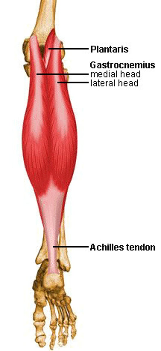 <p>Two heads.</p><p>Origin: lateral and medial condyles of femur</p><p>Insertion: calcaneus (achilles tendon)</p><p>Action: plantar flexion</p><p>N: tibial nerve</p><p>Can feel achilles tendon attaches to calcaneus.</p>