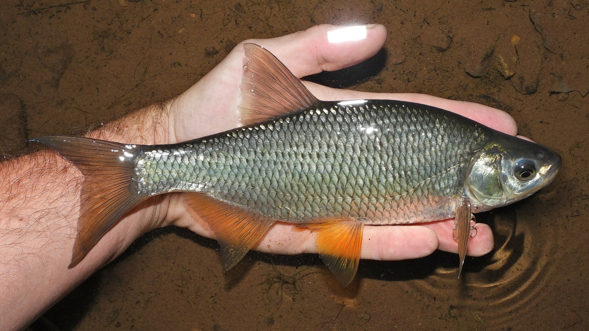 <p>Golden Shiner</p>