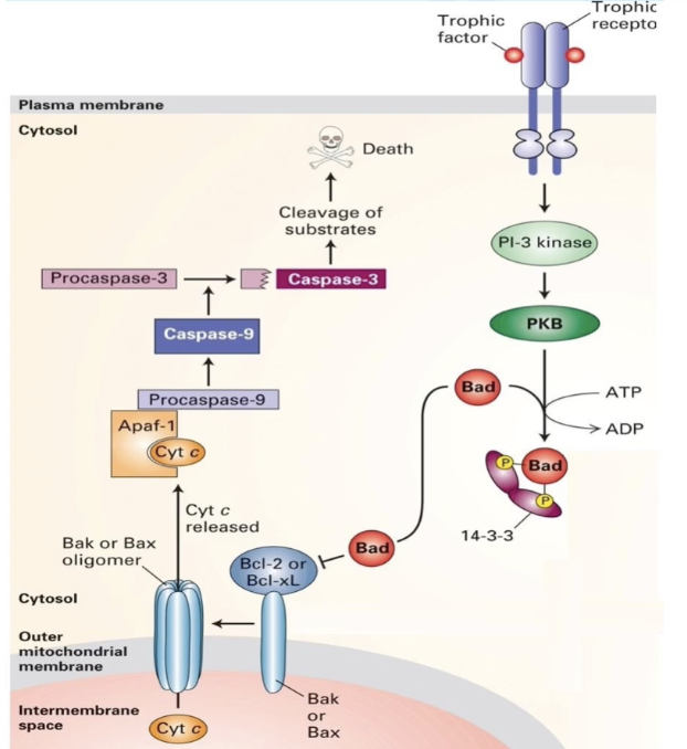 <ul><li><p>Trophic factors → phosphorylate Bad → inhibit apoptosis</p></li><li><p>No trophic factors → Bad dephosphorylates → apoptosis</p></li><li><p>Kinase cascade keeps cell alive</p></li><li><p>Removal = death signal</p></li></ul><p></p>