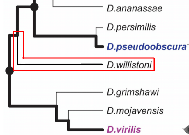 <p><span style="font-size: calc(var(--scale-factor)*21.96px)">basal taxon</span></p>