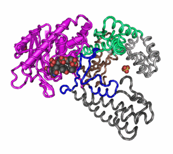 <p>arrangement of multiple polypeptide chains within a protein complex</p>