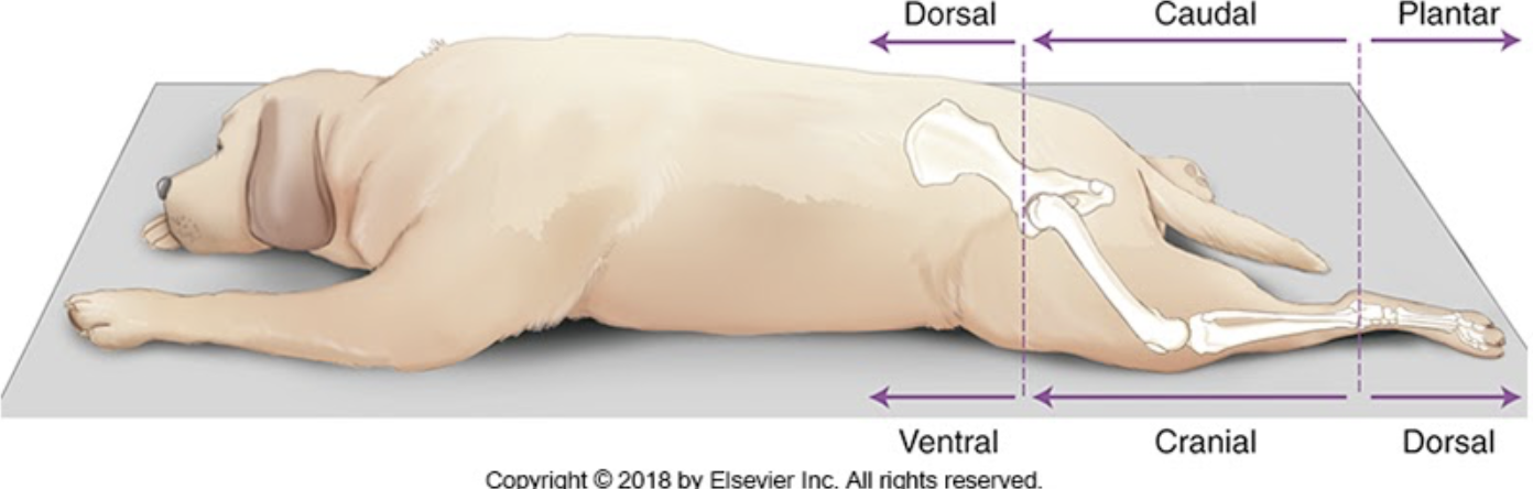 <p>leg image</p>