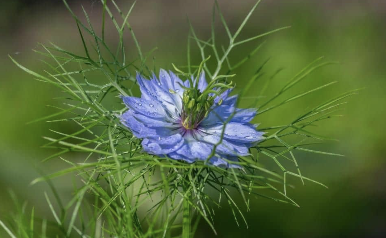 Flower 164