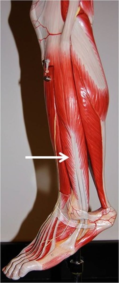 <p>plantar flexes and everts foot</p>
