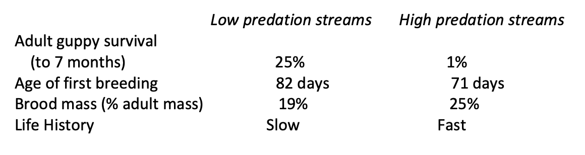 <p>High predation = fast life history</p><ul><li><p>quicker, larger broods at earlier age</p></li></ul><p>Low predation= slow life history</p><ul><li><p>older age, less offspring</p></li></ul><p></p>