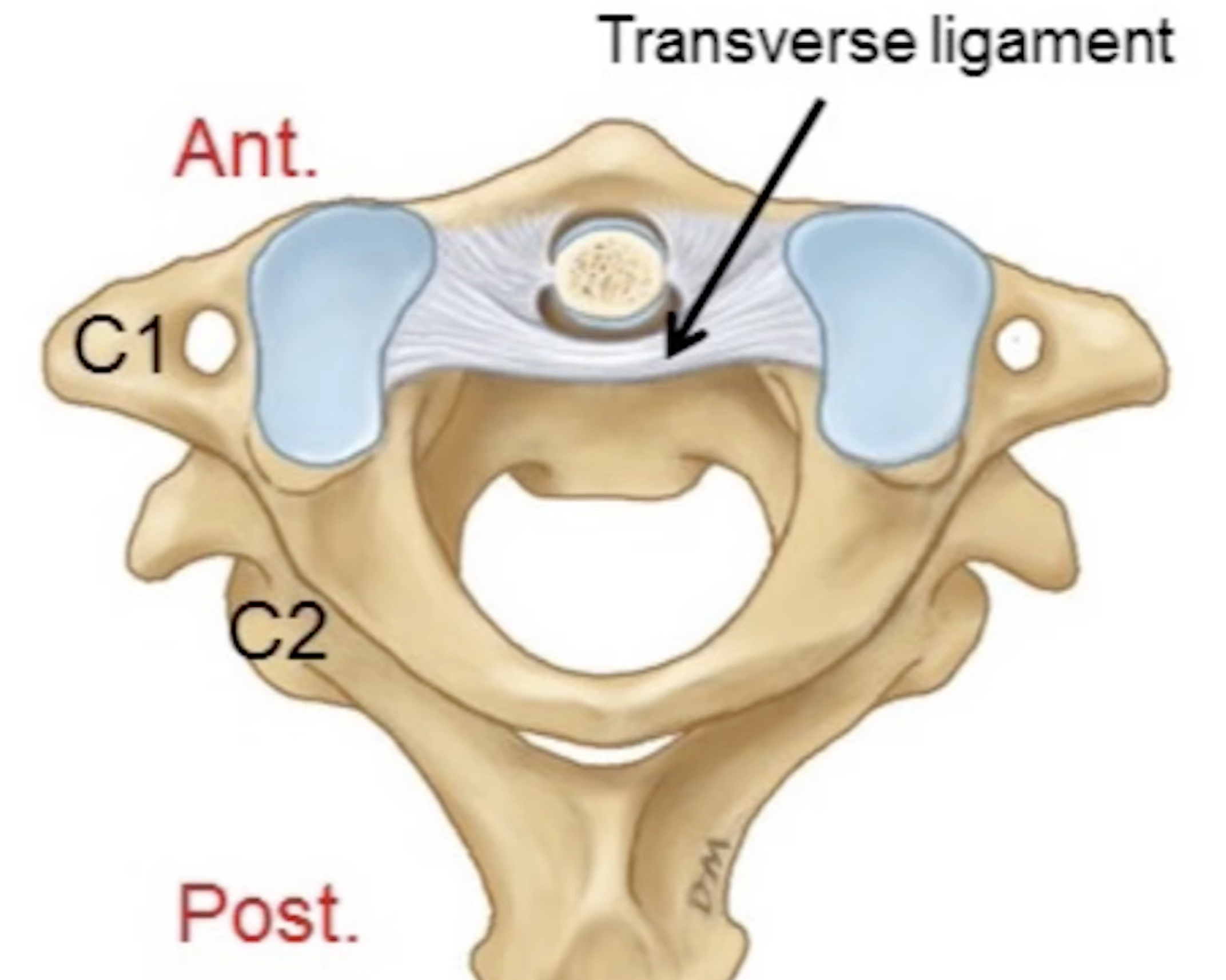 <p>Lies behind the dens, coming across from the inner aspects of the anterior arch of C1. Its job is to hold the dens in place. It ensures that the two vertebrae (C1 and C2) move as one </p>