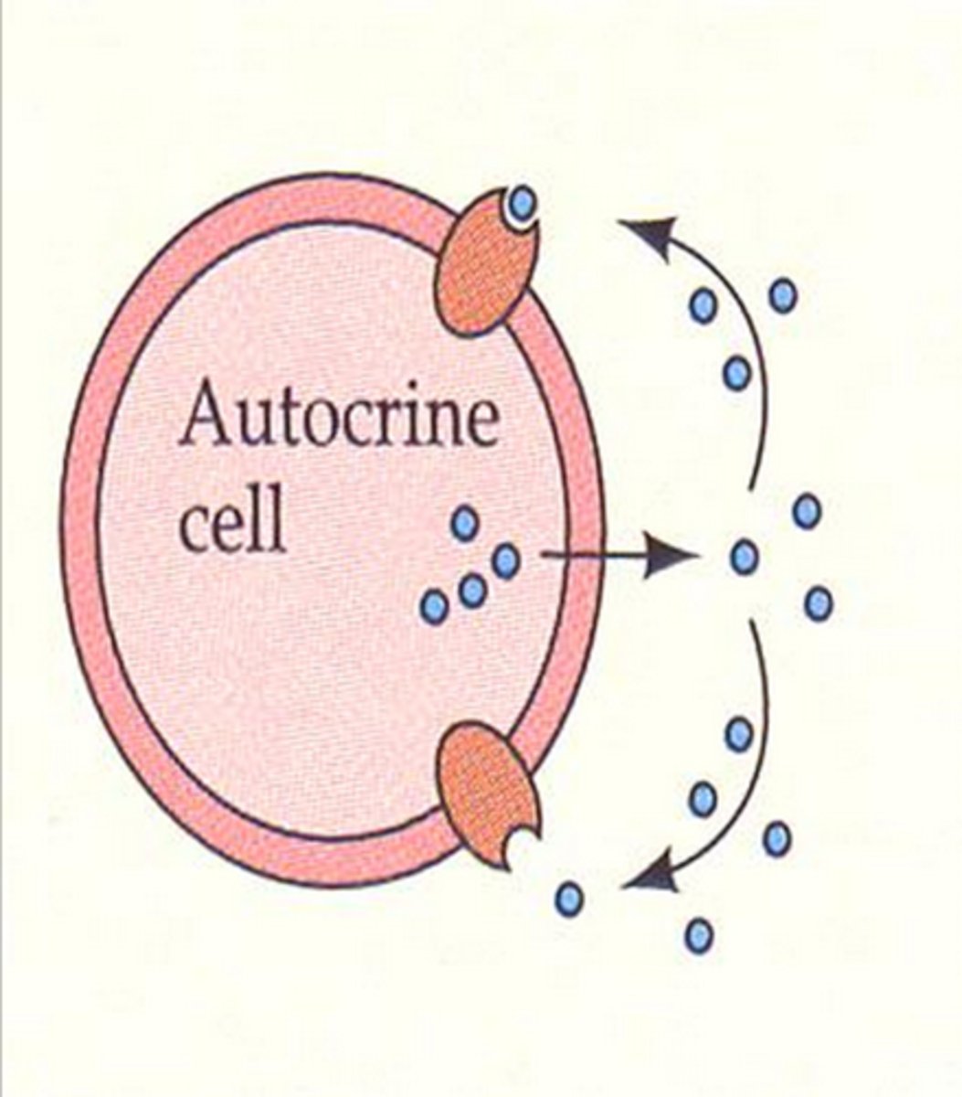 <p>cells producing hormone respond to that same hormone</p>