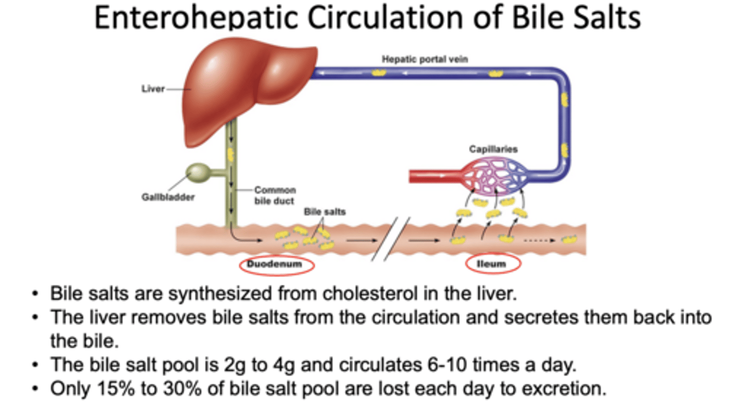 <p>Enterohepatic circulation</p>