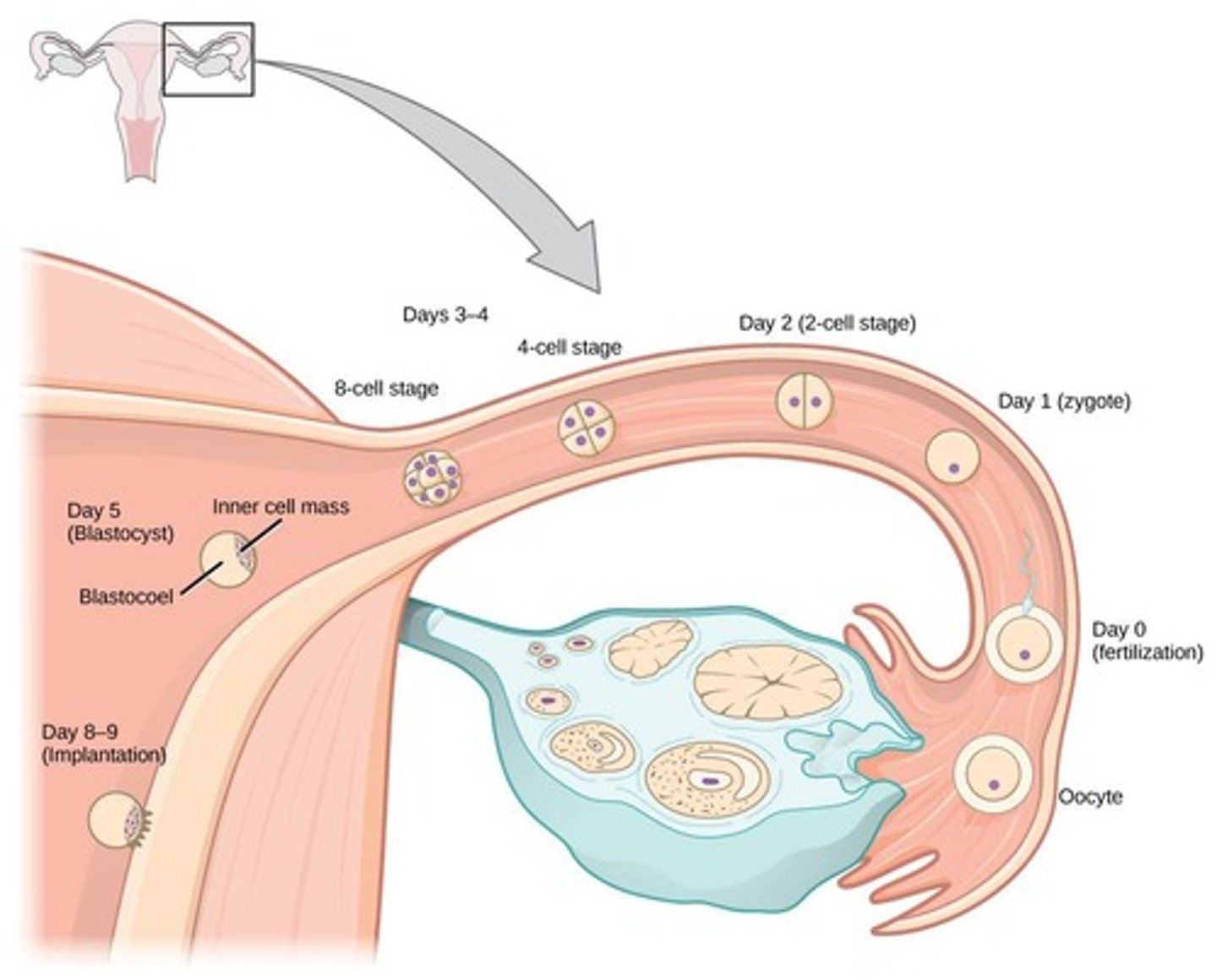 <p>Blastocyst (first 2 weeks), Embryo (Day 16 to Week 8), Fetus (Week 9 to birth).</p>