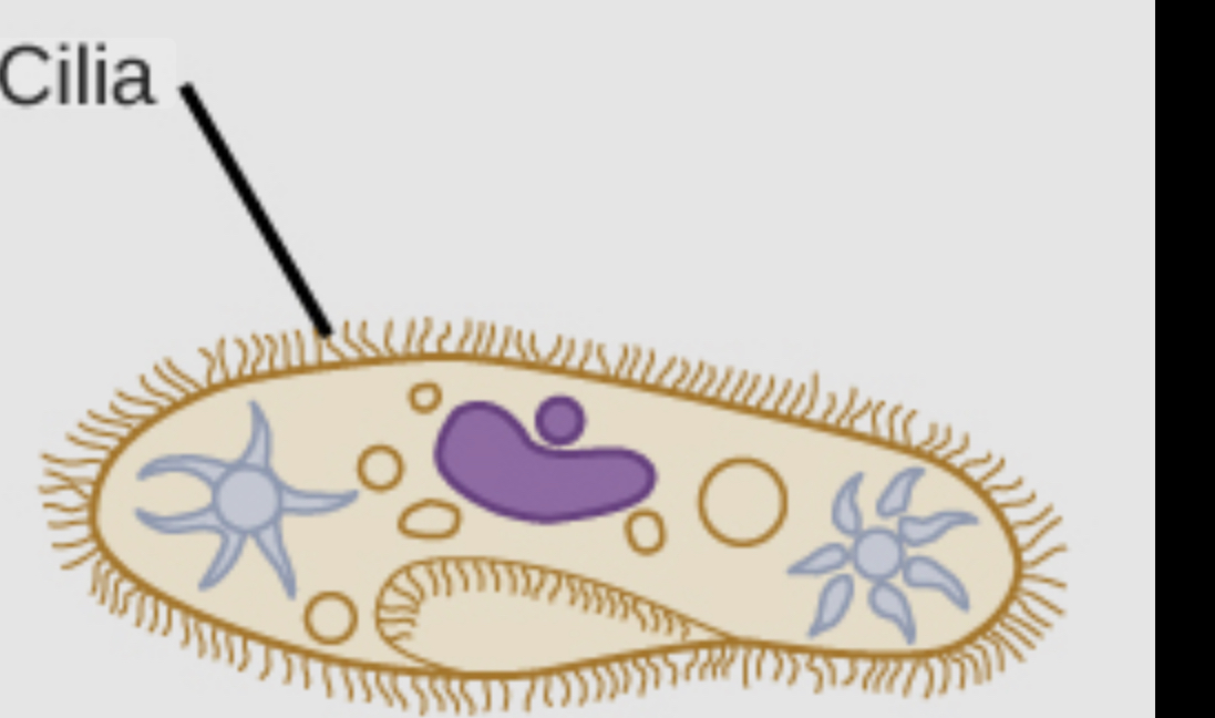 <p>Cilia </p>