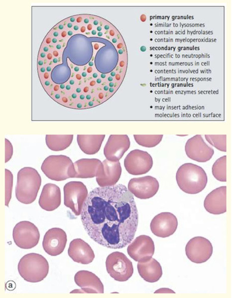 <p>Most common circulating leukocyte (40-70% of WBC).</p><p>Lifespan of 1-4 days</p><p>Lobed nucleus (polymorphonuclear cells)</p><p>Recruited to sites of infection to phagocytose pathogens</p><p>Granules inside them contain proteases, antibacterial peptides and oxidising agents</p><p>12-15 uM diameter</p>