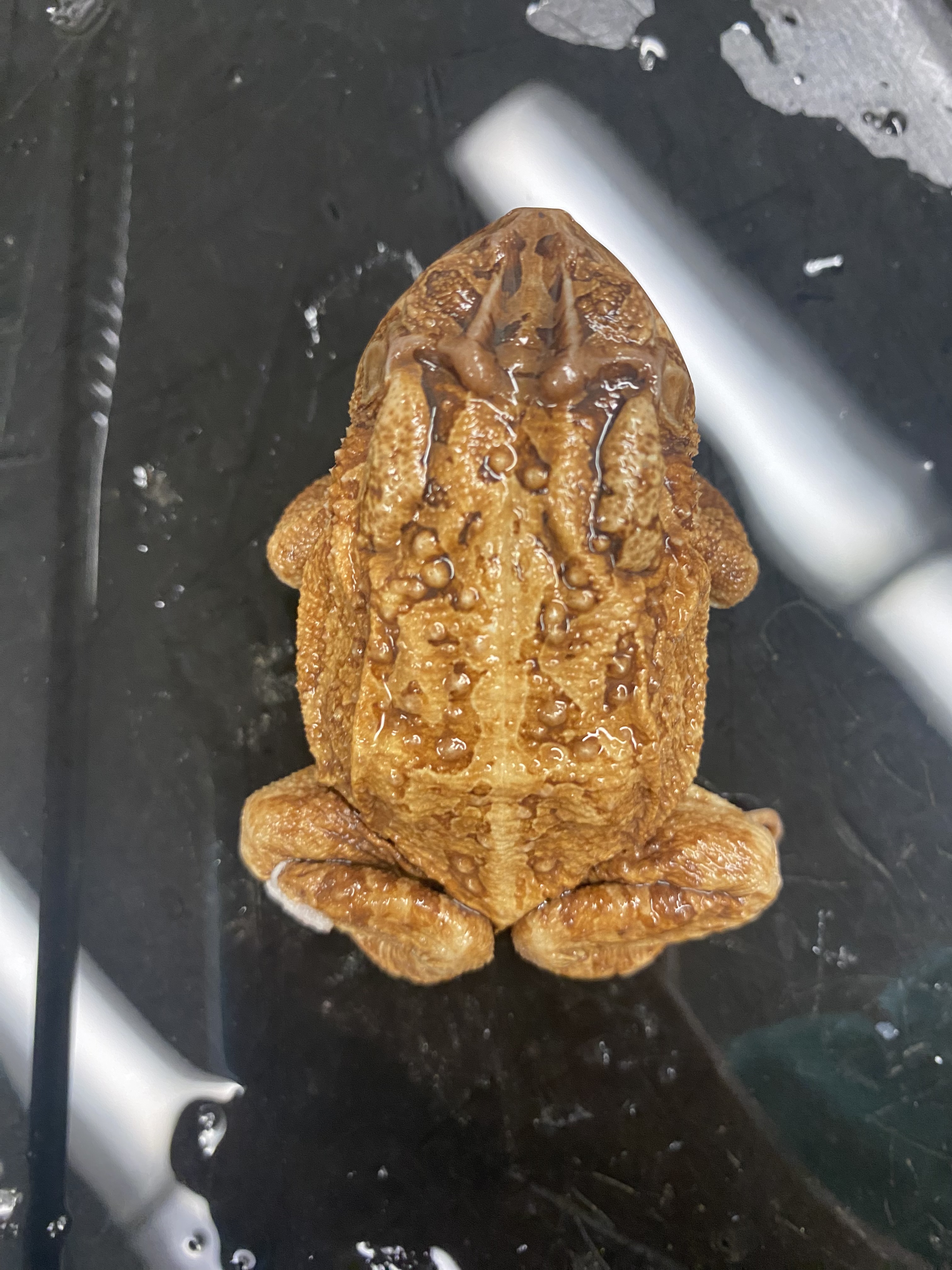 <p>southern toad</p>