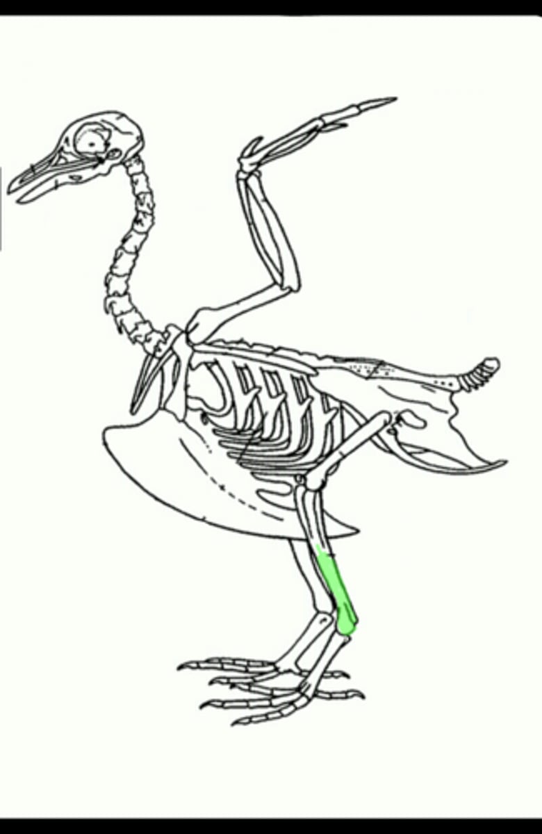 <p>the single bone formed by fusion of the tibia with some of the tarsal bones</p>
