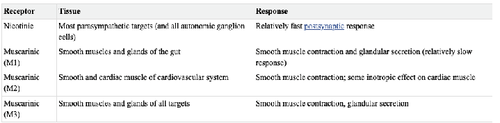 <p>Acetylcholine acts on muscarinic receptors, which are slow-acting GPCRs, and nicotinic receptors, which are fast ligand-gated ion channels (ionotropic) that open to allow ion flow.</p>