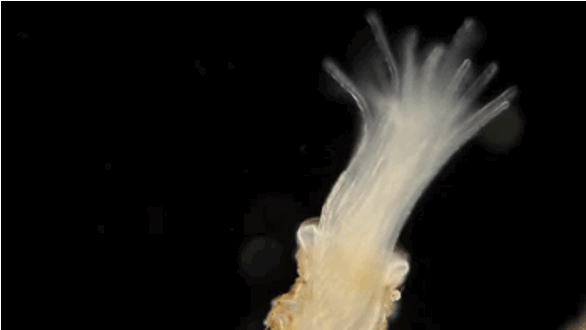 <p>•10-15 phyla</p><p>•4 defining features found in many phyla:</p><p>•Increased cilia</p><p>•Many have spiral cell division/cleavage in their embryos</p><p>•Lophophore: the crown of ciliated tentacles that surrounds the mouth, used for feeding</p><p>•Trochophore: ciliated larval stage of Annelids and Molluscs</p><p>Planaria</p><p>Tapeworms</p><p>Leech</p><p>Earthworms</p><p>Polyplacophora: Chiton</p><p>Snails</p><p>Clam</p><p>Squid</p><p>Brachiopods</p>
