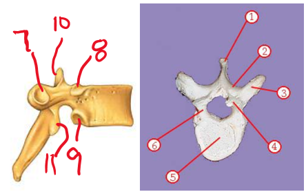 <p><span>Name structure 11</span></p>