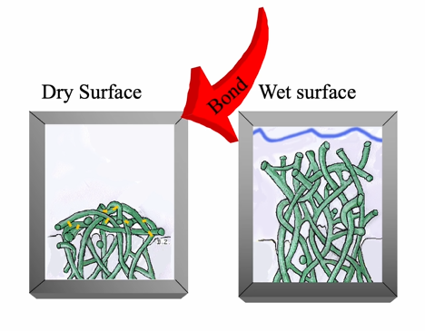 <ul><li><p>collagen will collapse </p></li><li><p>no HEMA can penetrate - hybrid zone not achieved</p></li><li><p>whereas if you maintain the wet surface, the bond can displace the water - good adhesive interface&nbsp;</p></li></ul><p></p>