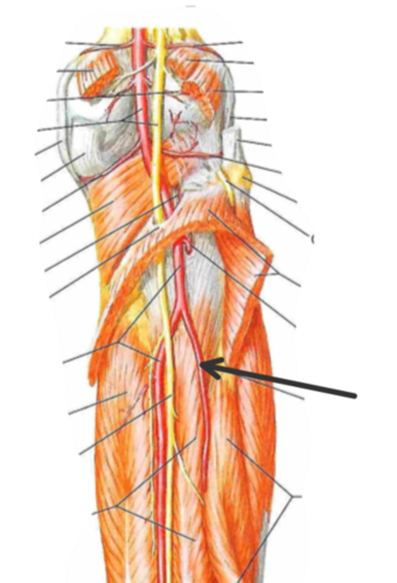 <p>identify the structure(s) indicated by the arrow</p>