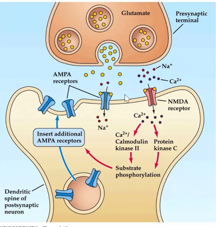 <p>1. Glutamate activates AMPA receptors → Na⁺ influx → depolarisation.</p><p class="p1"></p><p class="p1">2. Depolarisation removes Mg²⁺ block from NMDA receptors.</p><p class="p1"></p><p class="p1">3. NMDA receptors open → Ca²⁺ influx.</p><p class="p1"></p><p class="p1">4. Ca²⁺ activates Calmodulin kinase II and Protein Kinase C</p><p class="p1"></p><p class="p1">5. These kinases promote insertion of new AMPA receptors into postsynaptic membrane.</p><p class="p1"></p><p class="p1">6. Result: increased AMPA receptor number and conductance → stronger synaptic response.</p><p class="p2"></p><p class="p1">CaMKII autophosphorylation provides a molecular “memory,” stabilising the potentiated state.</p><p class="p1">Without Ca²⁺, synapses cannot enter a potentiated state even if glutamate is present.</p>