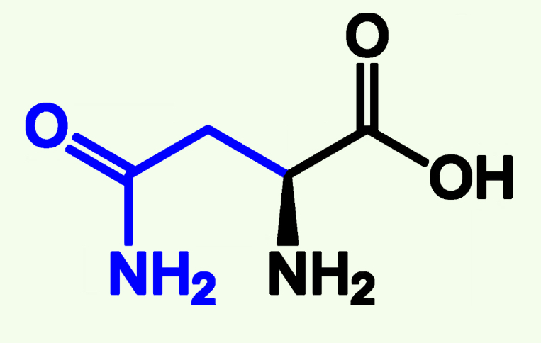 <p>Asn (N)</p><p>Amide Side Chain</p>