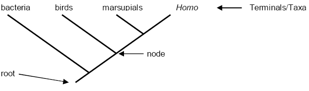 A branching point from the ancestral population.
