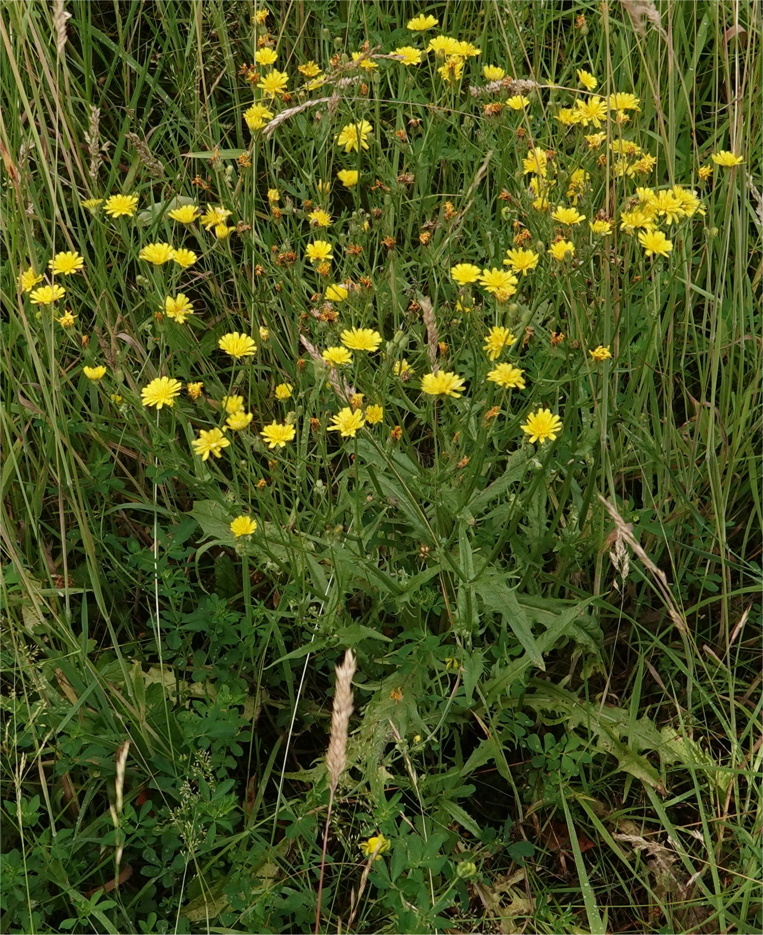 <p>Klein streepzaad (Composietenfamilie)</p>