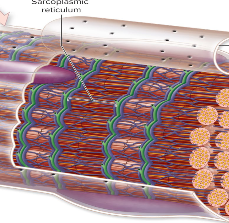 <p><span>Sarcoplasmic reticulum</span></p>
