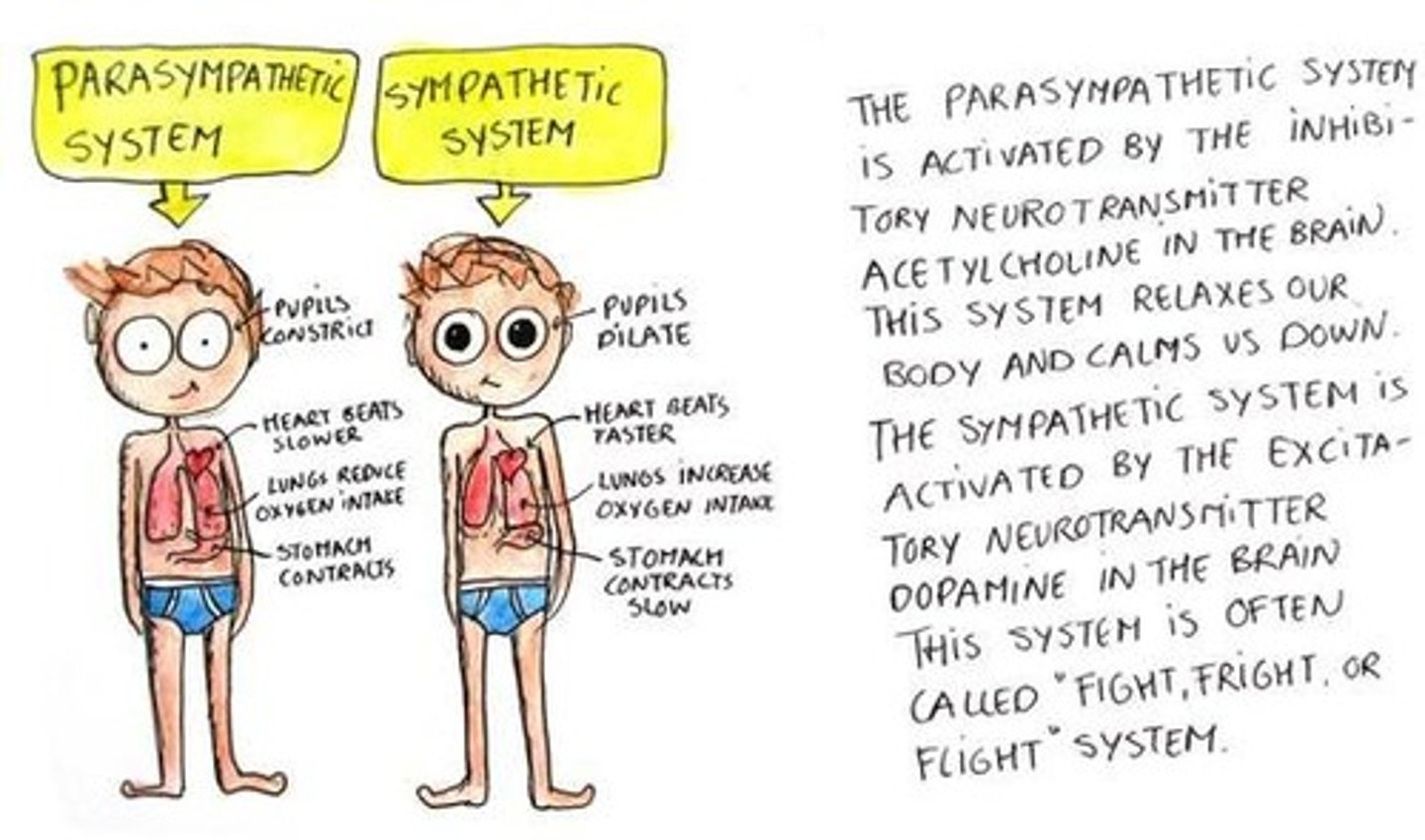 <p>The Sympathetic Nervous System</p><p>Think: "Fight or Flight"</p>