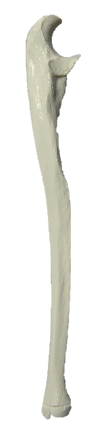 <p>What Bone Is This?</p>