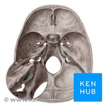 <p>Which bone landmark of the skull is the bony canal of the inner ear?</p>