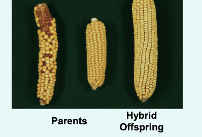 <p>when 2 homozygous strains of plants or animals are crossed , the offspring are often phenotypically stronger, larger, and more vigorous than either parent</p><p></p><p>this phenomenon is called <strong>hybrid vigor </strong> or <strong>heterosis </strong></p><p></p><p>hybridisation is now common agricultural practice used to increase production in plants and animals</p>