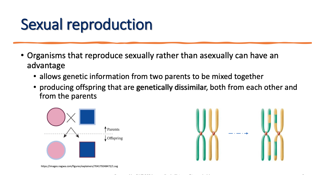 <p>sexual reproduction advantage over asexual reproduction.</p>